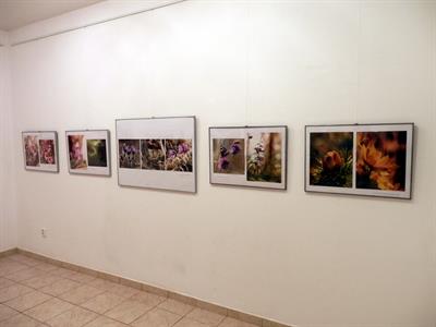 Vernisáž výstavy makro snímků Ing. Marie Holáskové v Záhorském osvětovém středisku v Senici