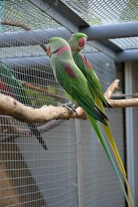 Hobby * Pepík Jílek - dvanáctiletý chovatel papoušků