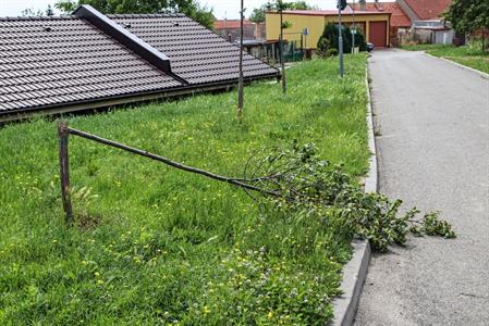 Město Velké Pavlovice * Zlomený mladý stromek lípy na ulici Trávníky