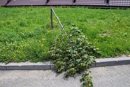 Město Velké Pavlovice * Zlomený mladý stromek lípy na ulici Trávníky