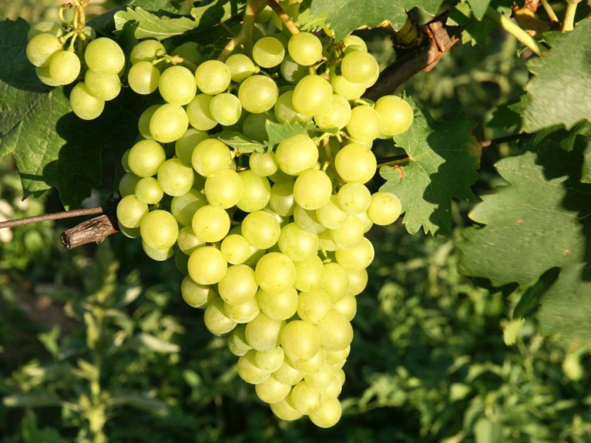 Situační zpráva o ochraně révy vinné č. 15/2026