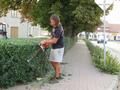 Úprava živého plotu u hodovního sóla (Foto © 2015 Věra Procingerová)