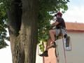 Odborné ošetření lípy na ulici Hlavní