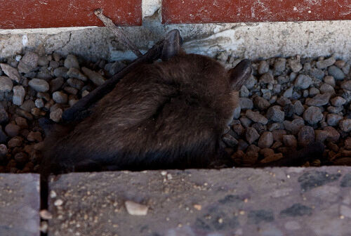 IMG_6176.jpg