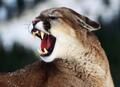 Puma - ilustrační foto