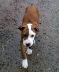 Pitbulteriér MIJA