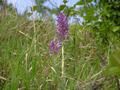 Vstavač vojenský - Orchis militaris