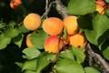 Plody Velkopavlovické meruňky