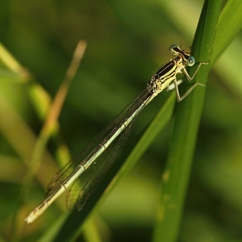 Hmyz na rybníku