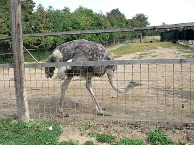SVČ při ZŠ Velké Pavlovice - Podzimní zájezdy do Moravského krasu a na keramický jarmark do Kunštátu