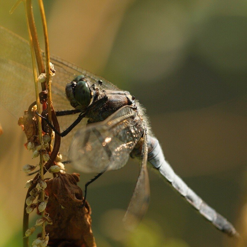 Hmyz na rybníku