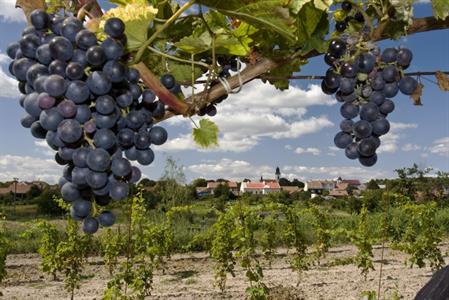 Slavnosti Velkopavlovického vinobraní obrazem 