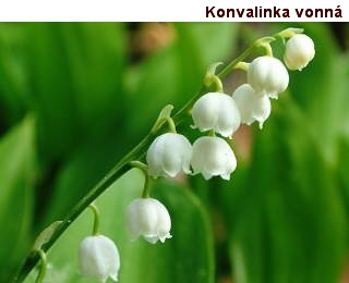 Fauna a flora v okolí Velkých Pavlovic