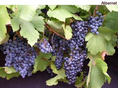 Odrůdy révy vinné pěstované ve Velkých Pavlovicích