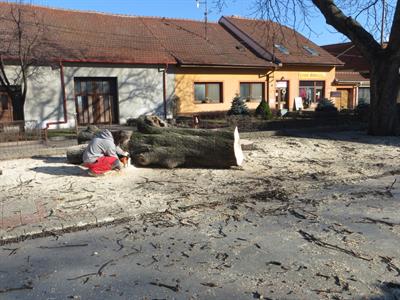 Kácení kaštanů u sokolovny 