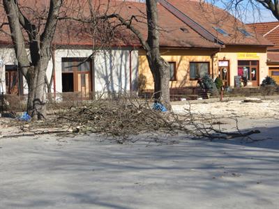 Kácení kaštanů u sokolovny 
