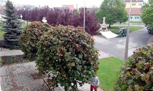 Služby města * Májová údržba zeleně a stromů ve městě