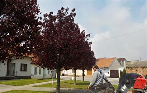 Služby města * Údržba městské zeleně 