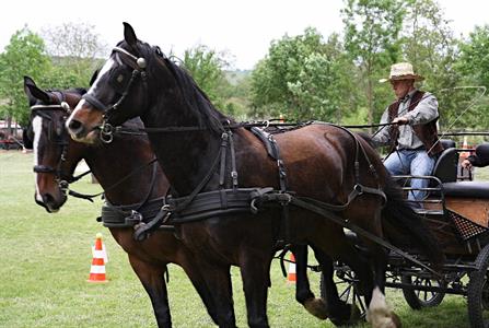 Koňský ranč * II. ročník vozatajských závodů