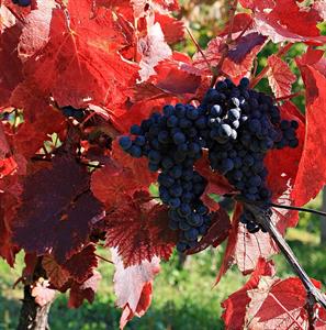 Malíř podzim se ve vinohradech činí