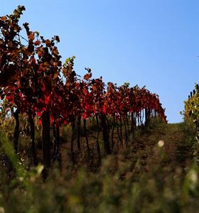 Malíř podzim se ve vinohradech činí