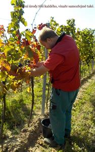 Vinobraní aneb cesta hroznů