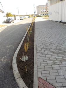 Služby města * Výsadba zeleně v ulici U Zastávky