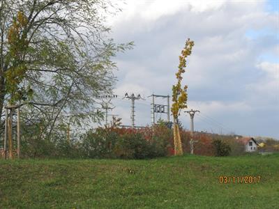 Služby města * Péče o stromy před zimou