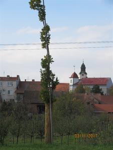 Služby města * Péče o stromy před zimou