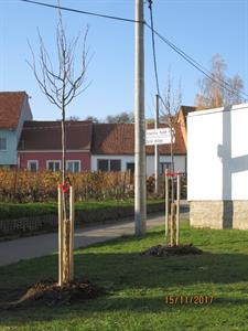 Nová výsadba