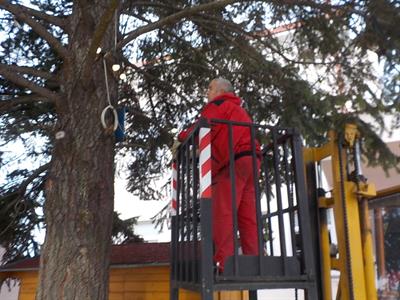 Služby města * Příprava vánočního stromu před radnicí na adventní období