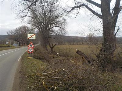 Služby města * Jarní kácení stromů v katastru města