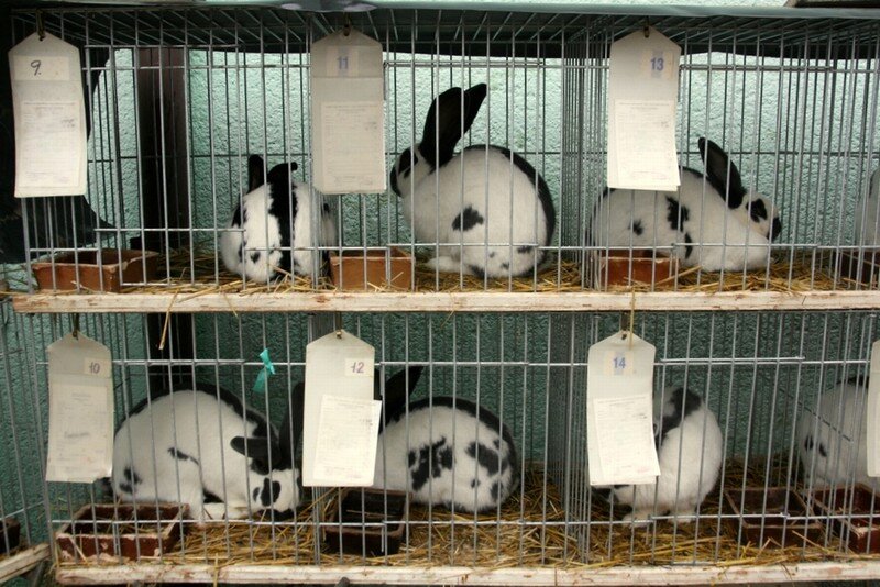 Okresní výstava králíků, holubů a drůbeže