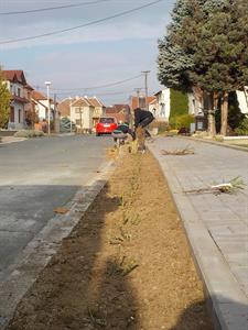 Služby města * Výsadba růží na ulici Růžová