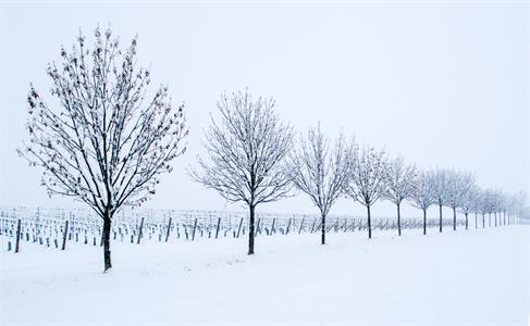 Sněží, sněží, sněží... sněhobílý konec ledna