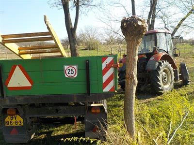 Služby města * Jarní ořez vrb 