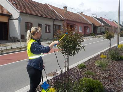 Služby města * Péče o růže