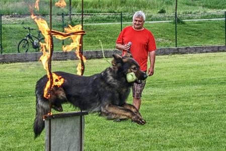 Kynologický klub * Děti a psi 2019