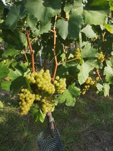  Vinobraní se blíží ke konci, většina hroznů bílých odrůd už je zpracována