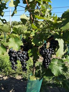  Vinobraní se blíží ke konci, většina hroznů bílých odrůd už je zpracována