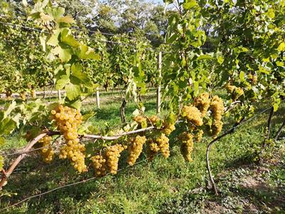  Vinobraní se blíží ke konci, většina hroznů bílých odrůd už je zpracována