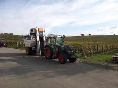  Vinobraní se blíží ke konci, většina hroznů bílých odrůd už je zpracována
