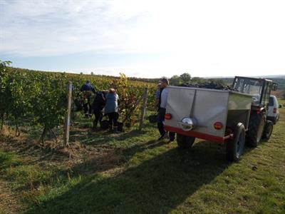  Vinobraní se blíží ke konci, většina hroznů bílých odrůd už je zpracována
