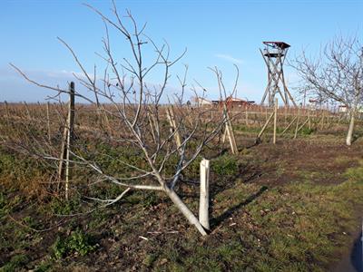 Vandal pokácel ořešák pod rozhlednou Slunečná