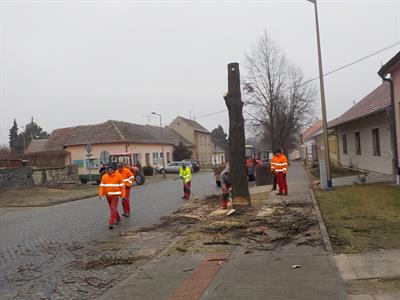 Služby města *  Kácení nebezpečných stromů na ulici Hlavní