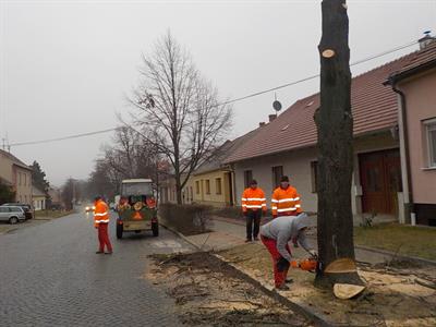 Služby města *  Kácení nebezpečných stromů na ulici Hlavní