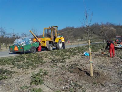 Služby města * Výsadba stromů