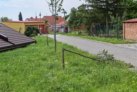 Město Velké Pavlovice * Zlomený mladý stromek lípy na ulici Trávníky