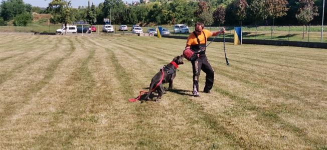 Kynologický klub * Sraz klubu Swinford Bandog Slovakia