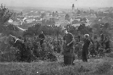 Město Velké Pavlovice * Jak se sbíraly hrozny dříve a jak dnes?